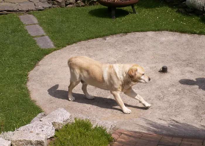 Sternkopf Breitenbrunn (Saxony)